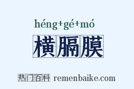 横膈膜是什么意思的图片